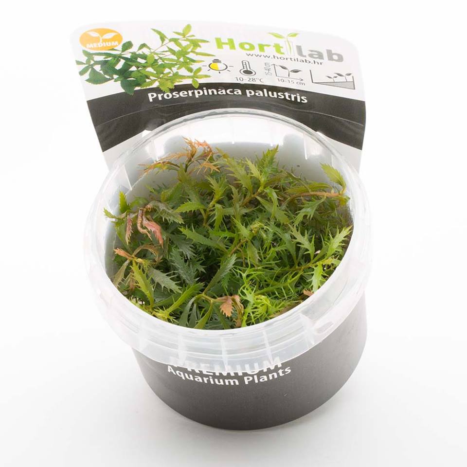 Invitro aquarium plants and fruits